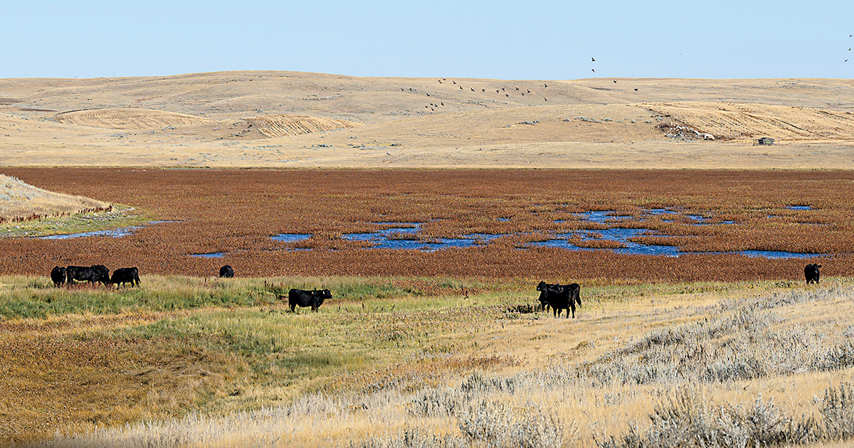 A view from Montana's Prairie Pothole Region. Photo by Bill Buckley